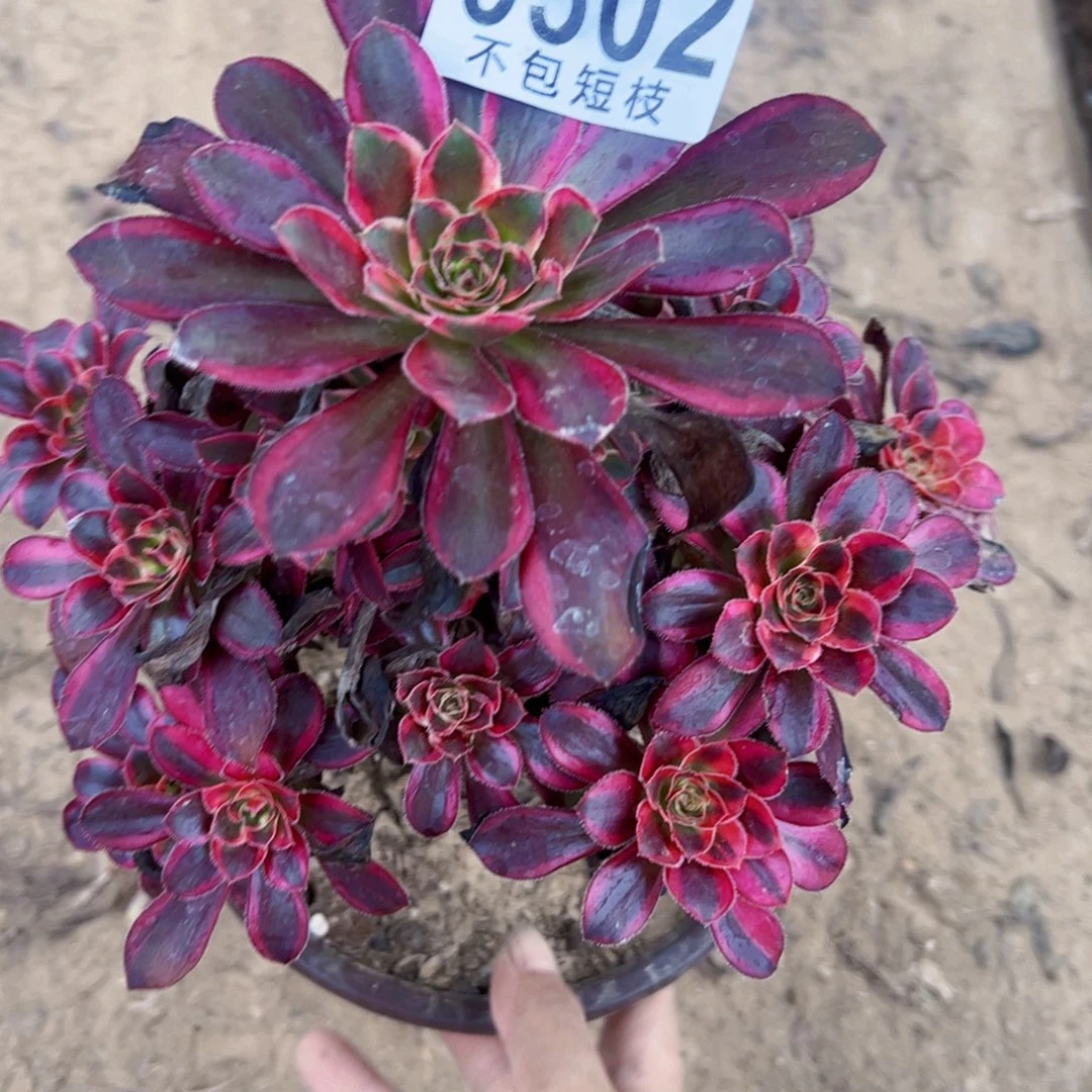热恋多肉植物法师0302
