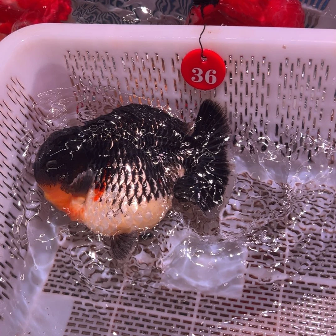 小***菜金鱼你好吗我现在