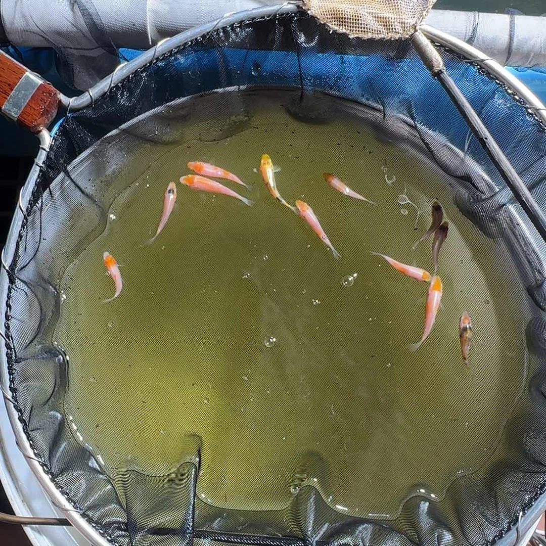 锦鲤油**子锦鲤的故事是