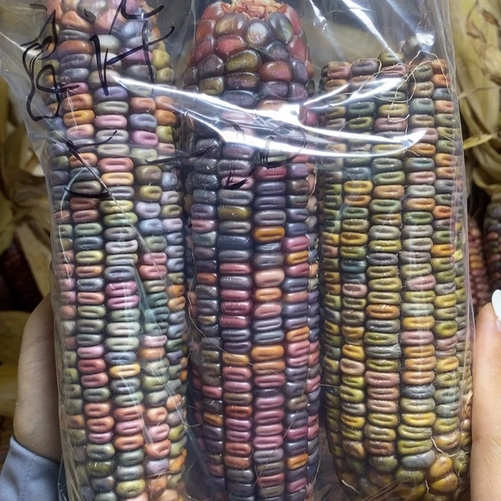 手串/手链橄榄核良*木木木木木木木