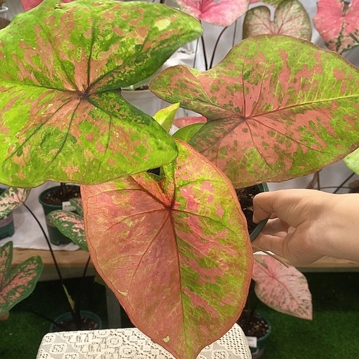 不开花植物月光覆盆子 2514