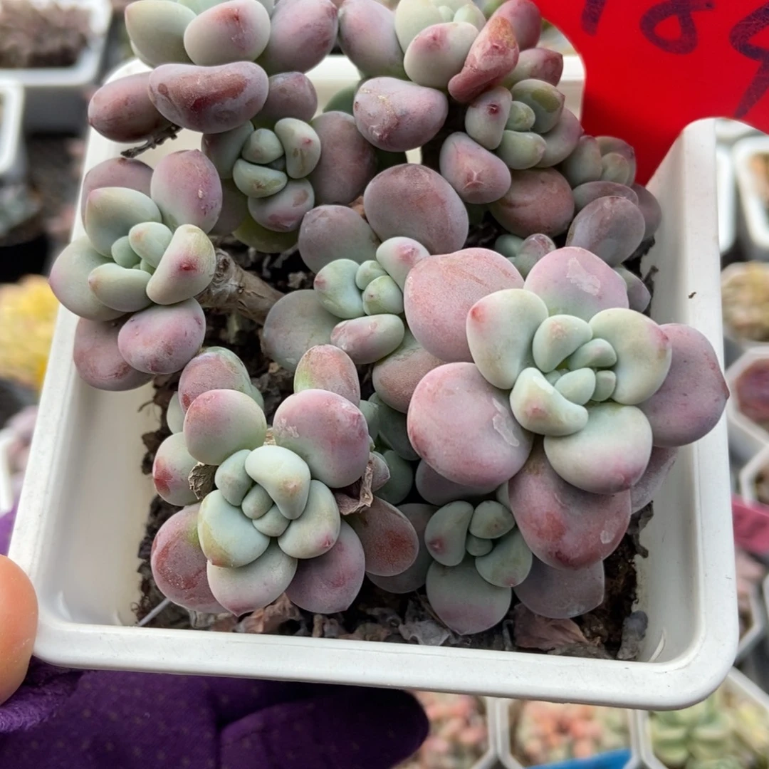 984洛神多肉植物多肉