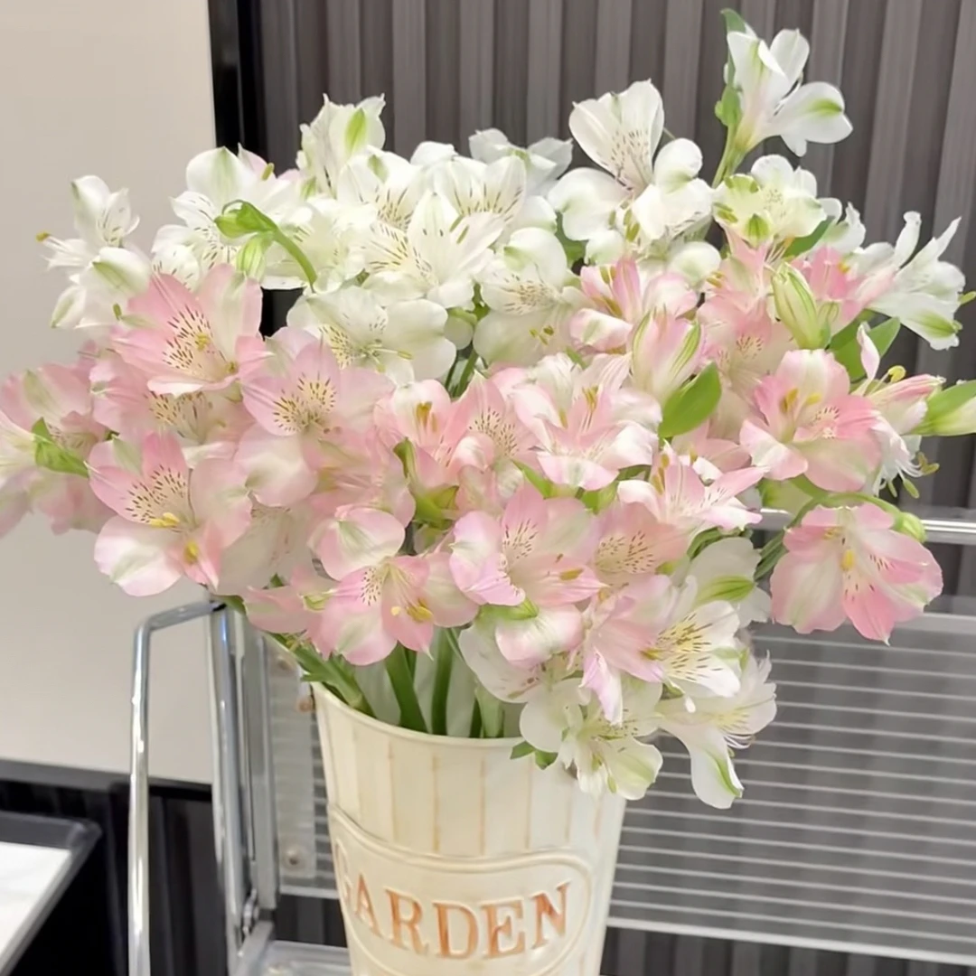 【家居花】六初花10枝哈尔滨同城配送哈尔滨鲜花速递哈尔滨花卉花材