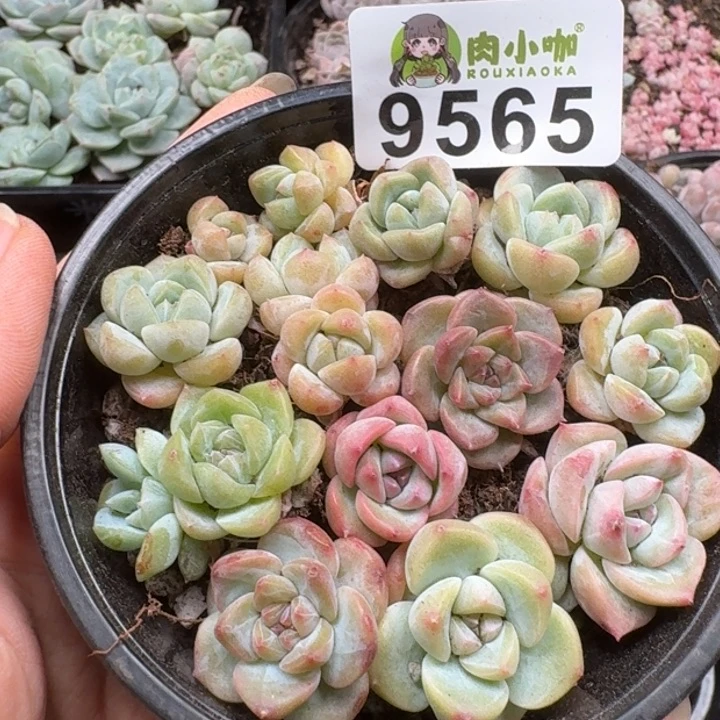 当前无花朵，栽培后可花朵多肉植物多肉植物