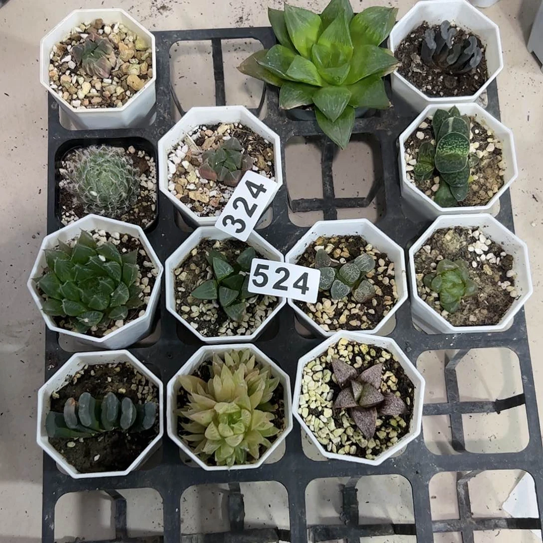 脱土带伤无根十二卷多肉