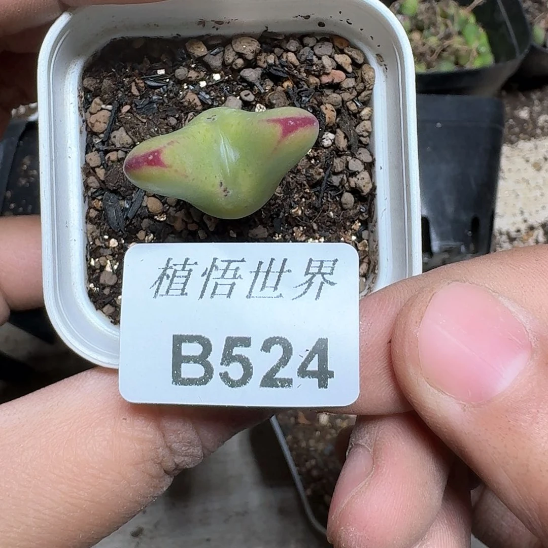 524盒多肉植物哇哇风格v