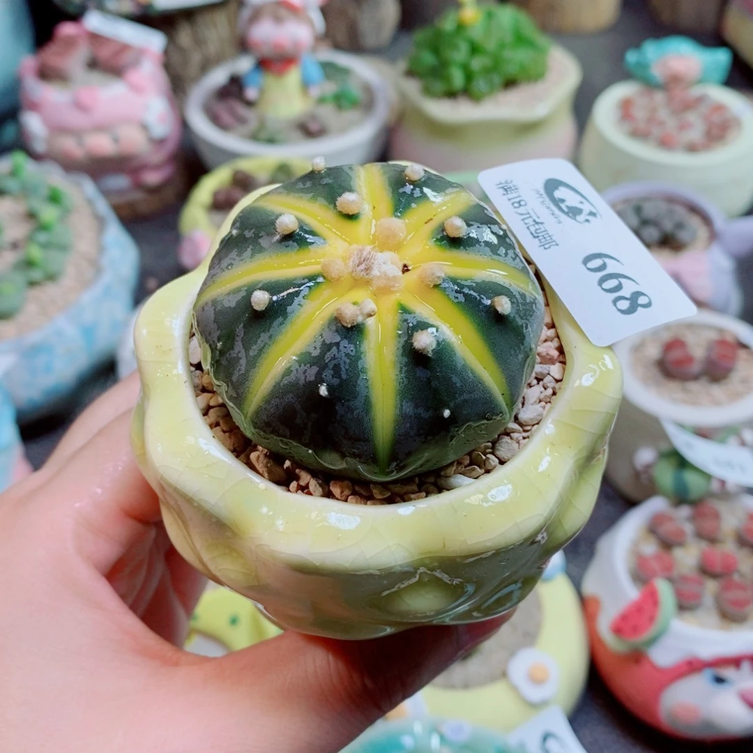 生石花花花花花花花花668