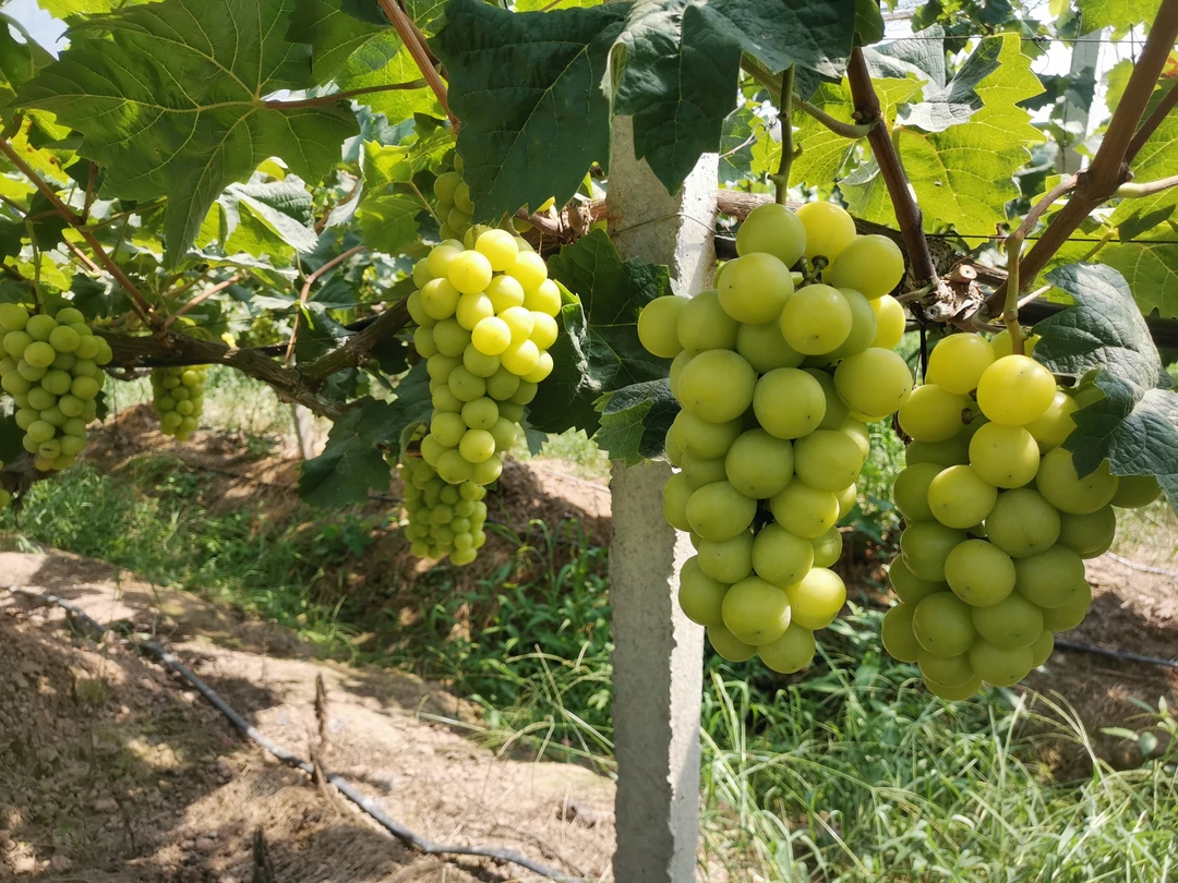 【京东速运到家】果园水果直发阳光玫瑰