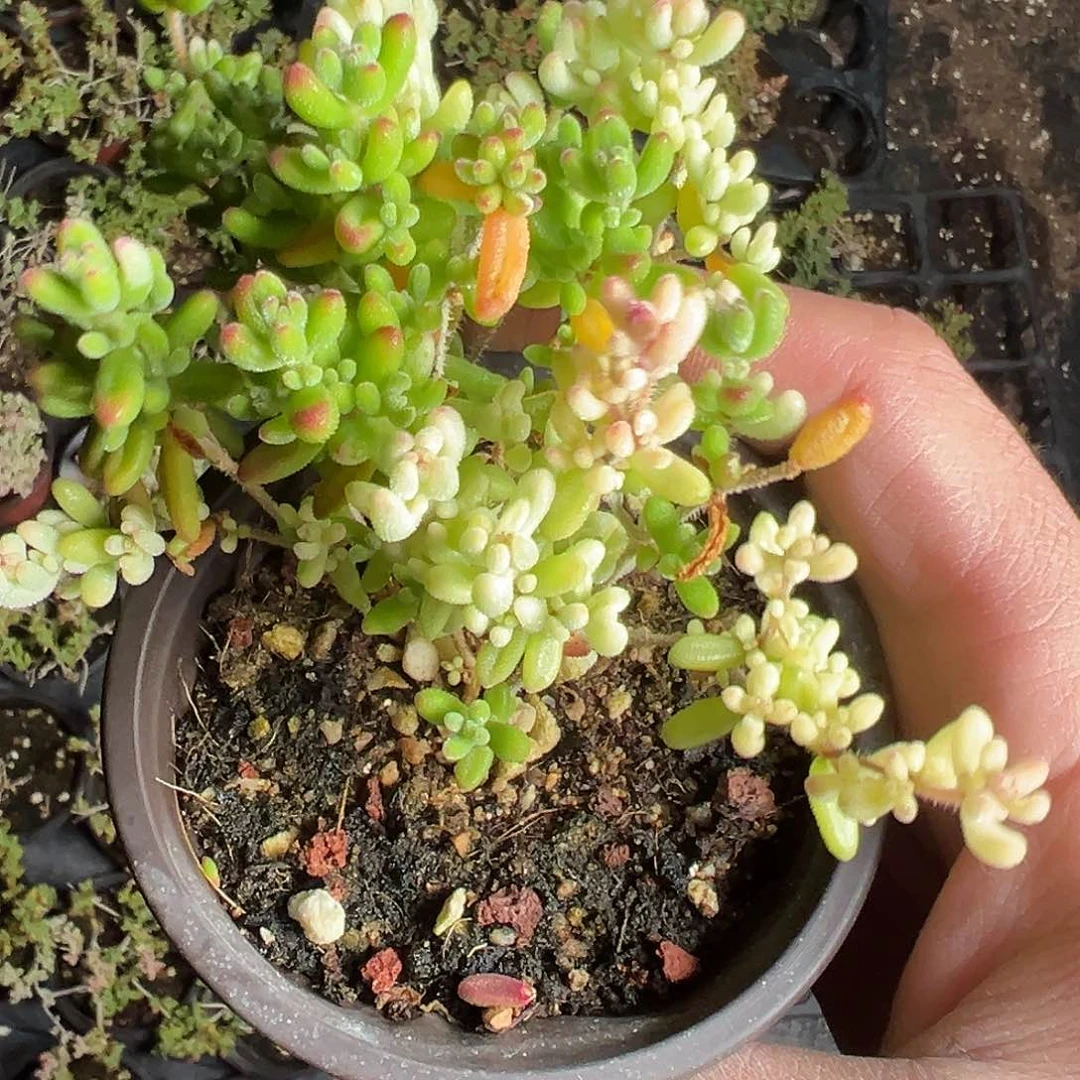 红宝石锦90杯老桩精品