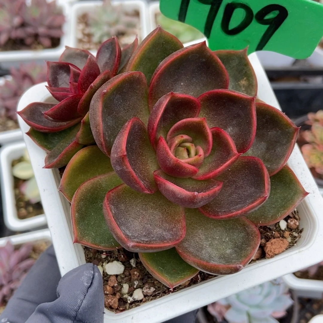 1909红灯多肉植物