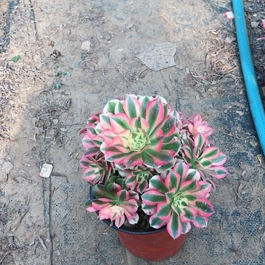 粉女巫多肉植物0023