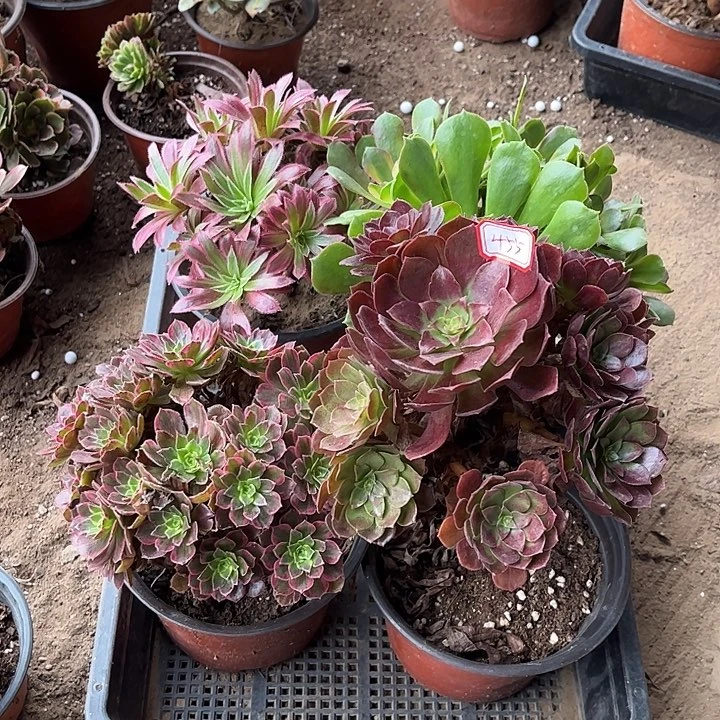 455多肉植物组合，