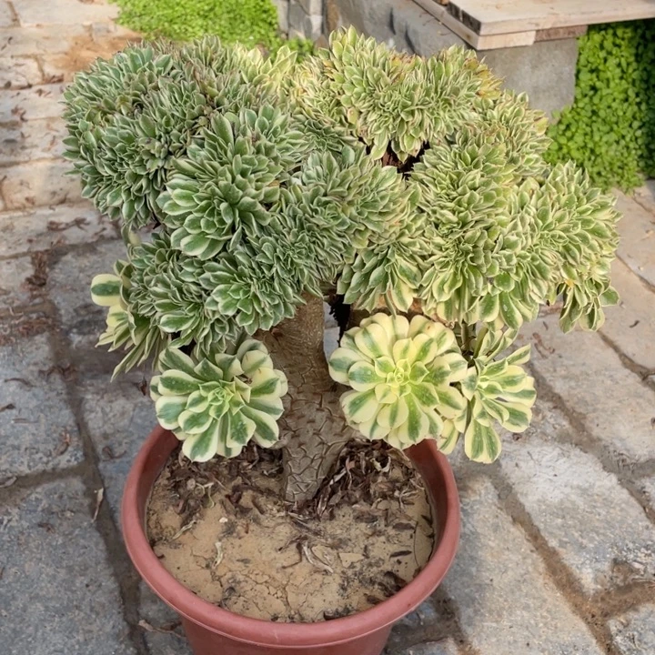 法师老桩众星迈巴赫