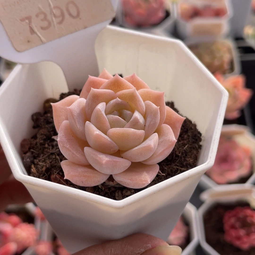 纯爱7390-4.0厘米