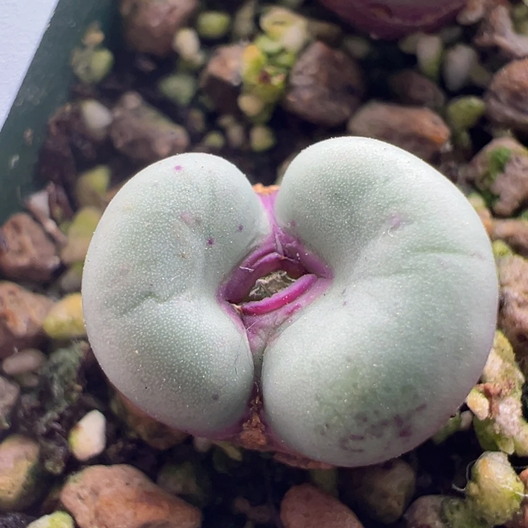 807。优选SSW贝特嘴