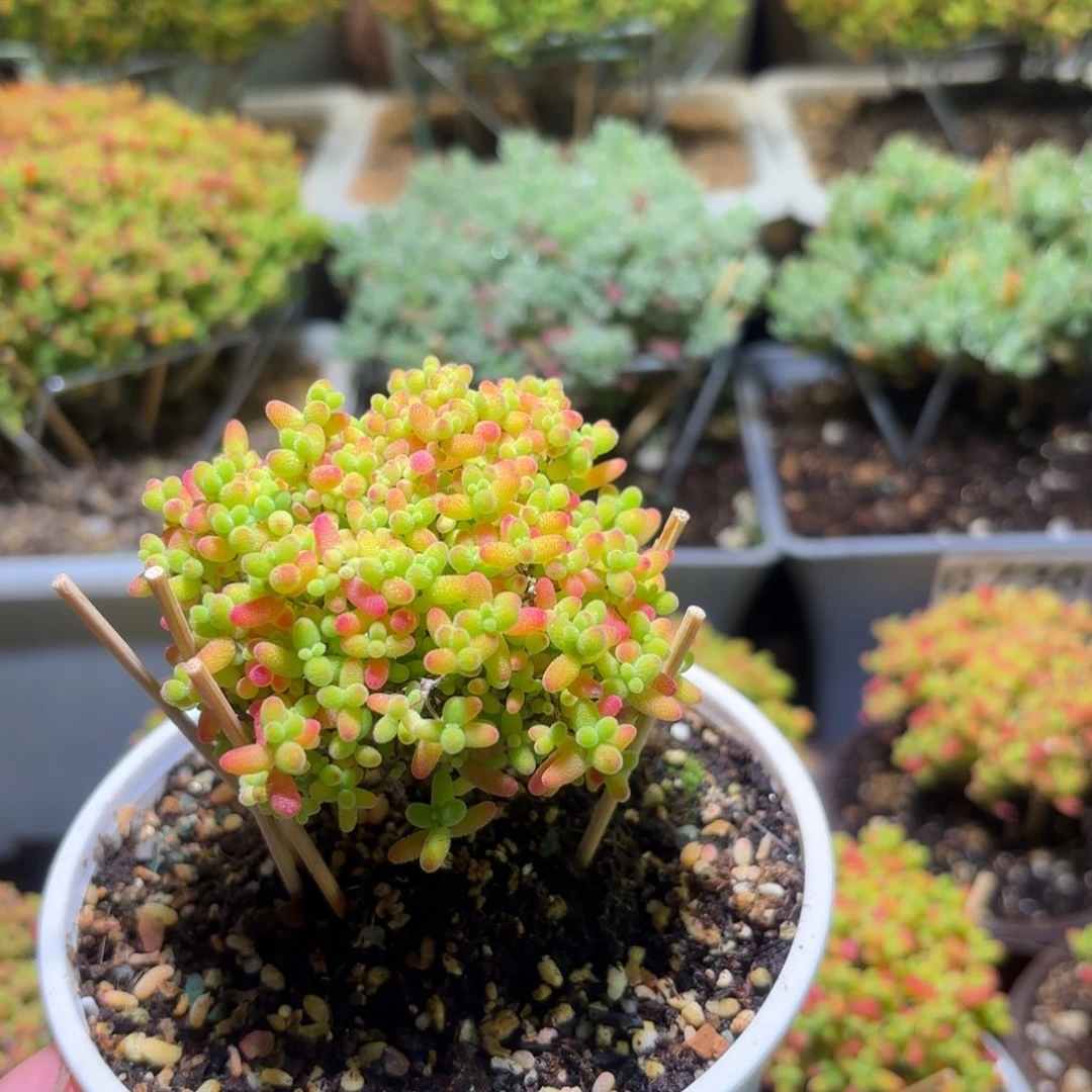 枝干番杏密橘糖球G765