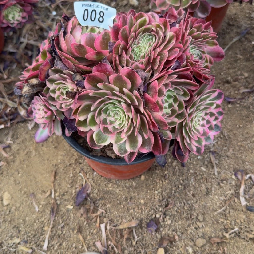 008倾城缀化。多肉植物