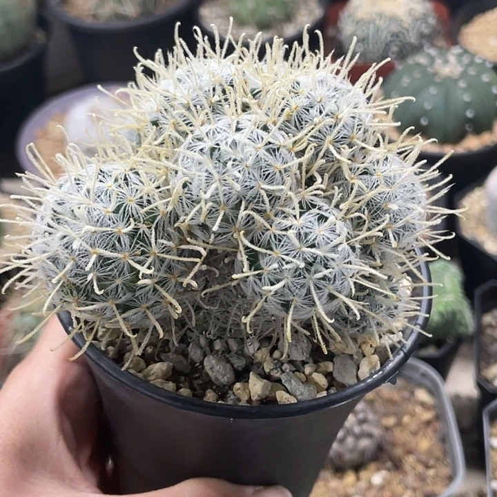 娜娜群生实生仙人球