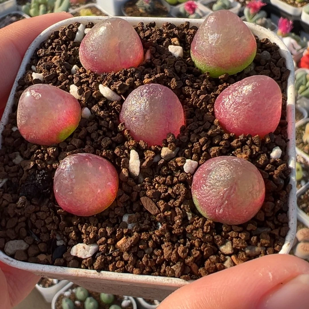 会****522多肉植物种类多样