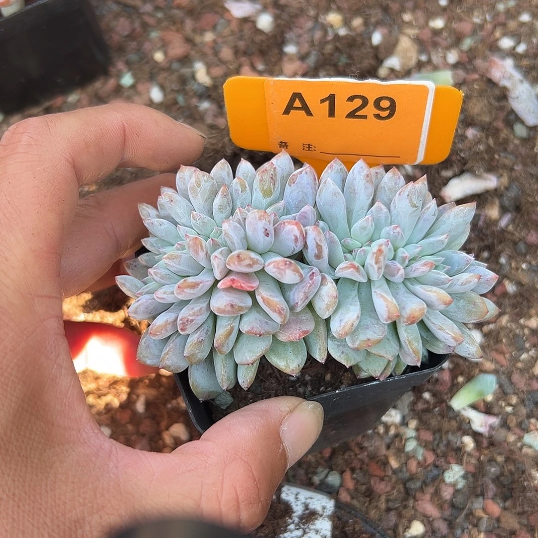 云***架多肉植物一物一拍