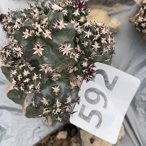 592号草球苗接短豪刺青花虾群