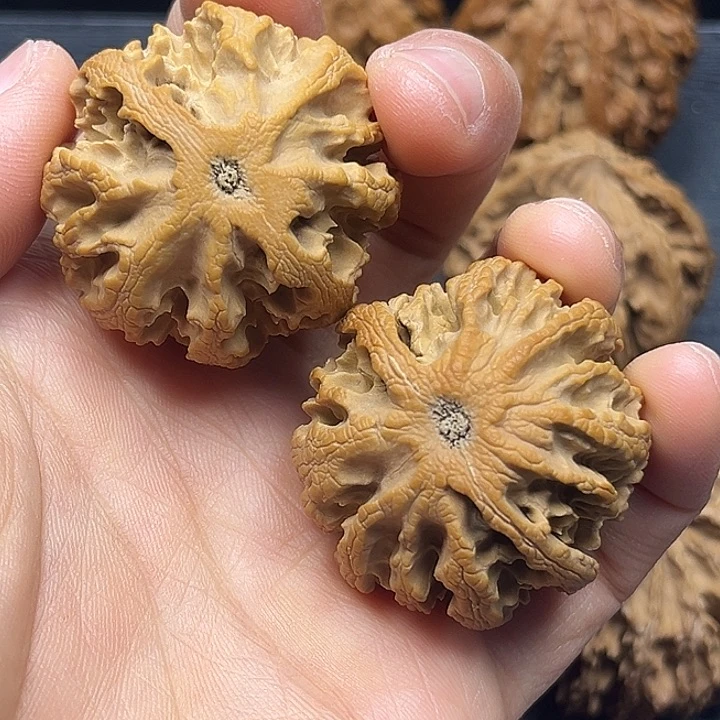 香樟木秦岭突突突突突突突