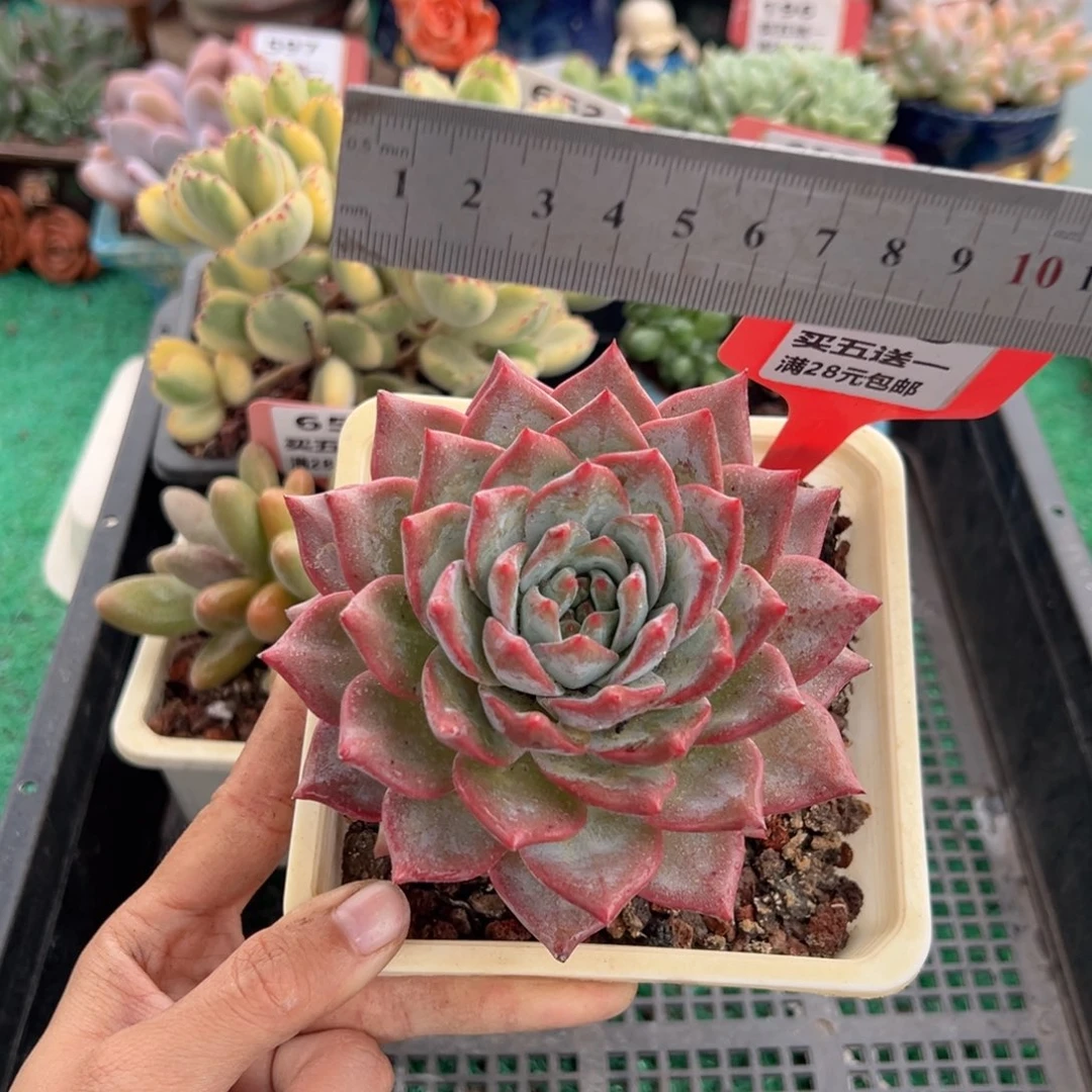 表妹精品多肉植物655.