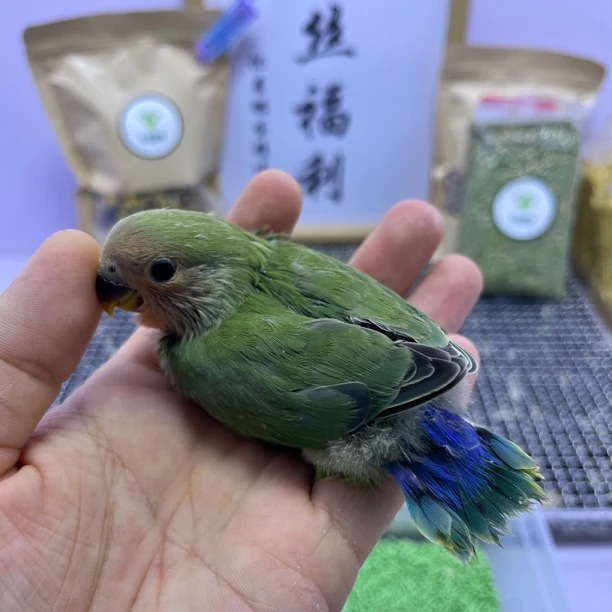 牡丹鹦鹉-绿桃公F61069