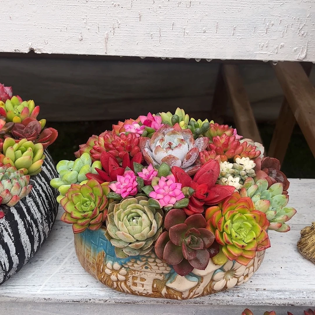 花园多肉植物组合