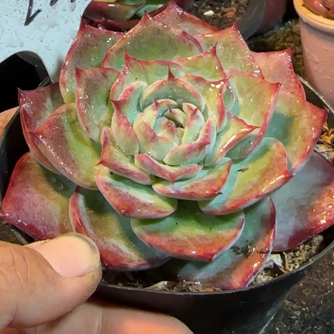 特殊惊鸿一物一拍包装收缩花旱