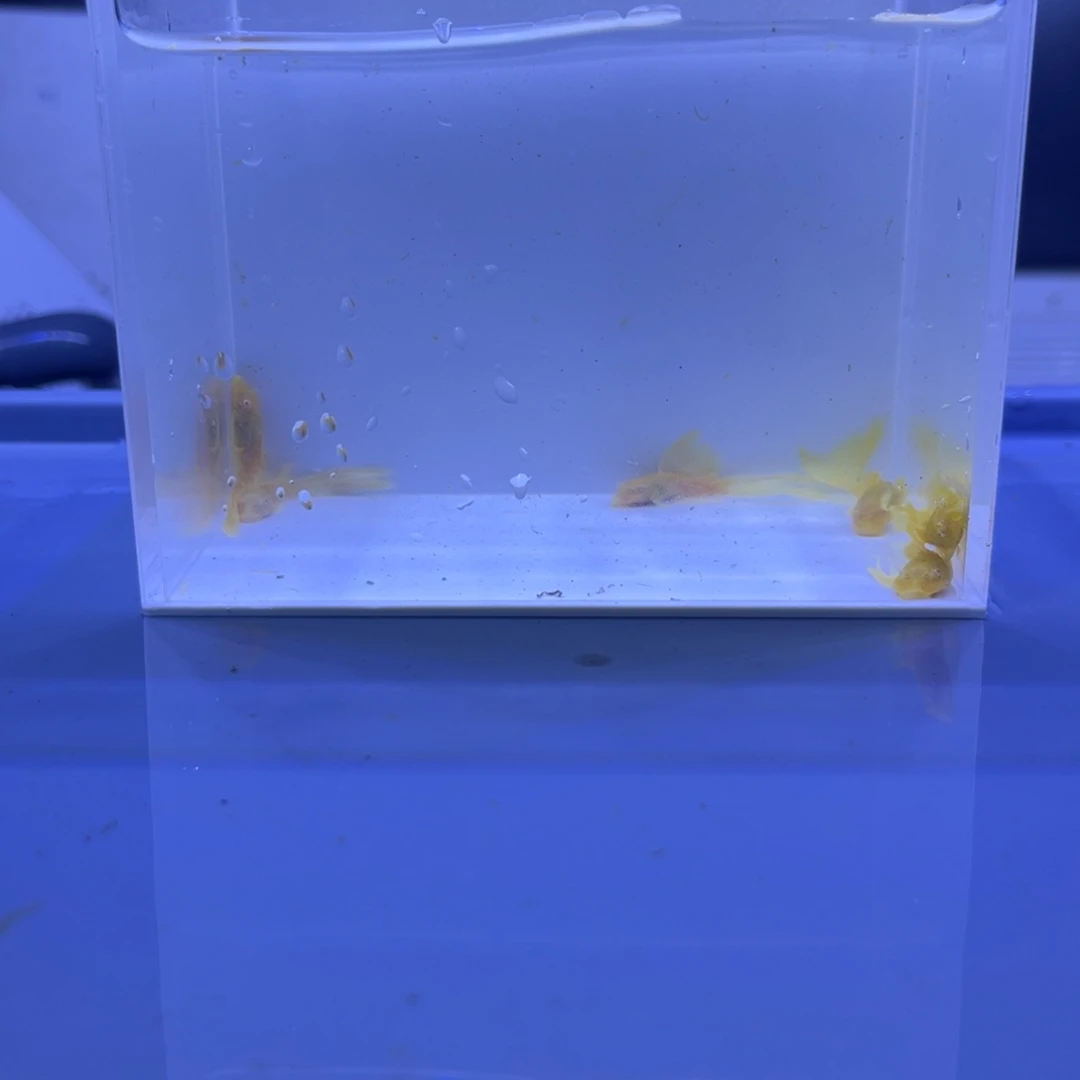孔雀鱼大帆6条开箱视频报损