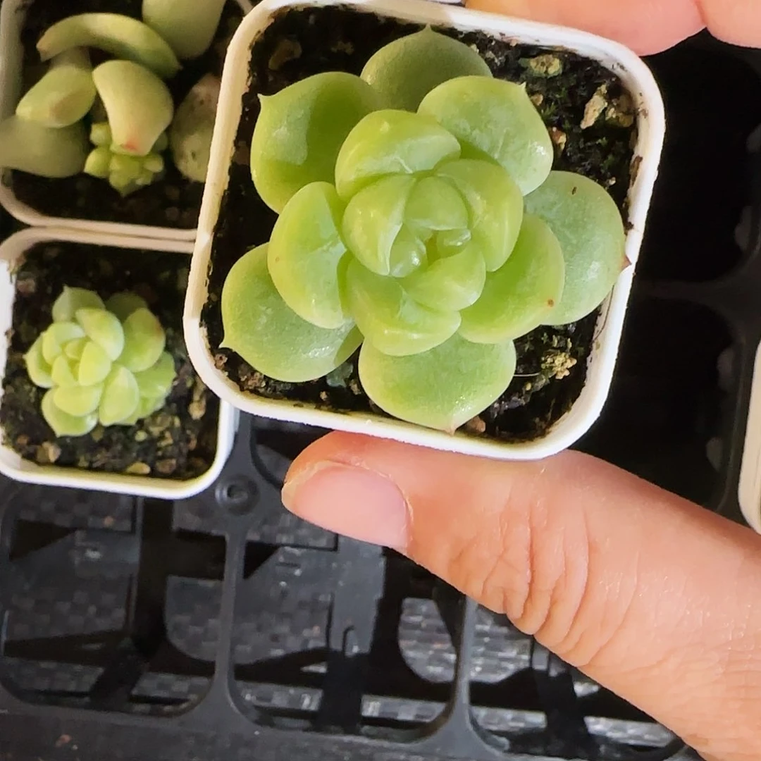 隐藏财富中苗盆2号床一个满25包邮