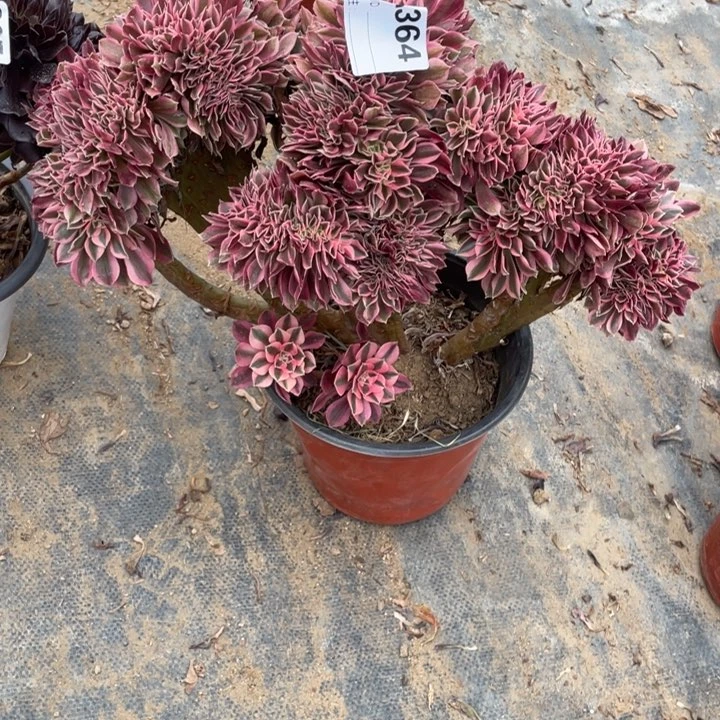 多肉粉女巫缀化特价364