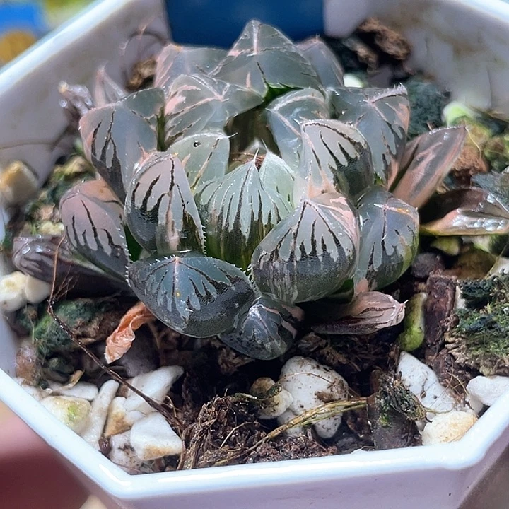 509北极之恋锦特选福利