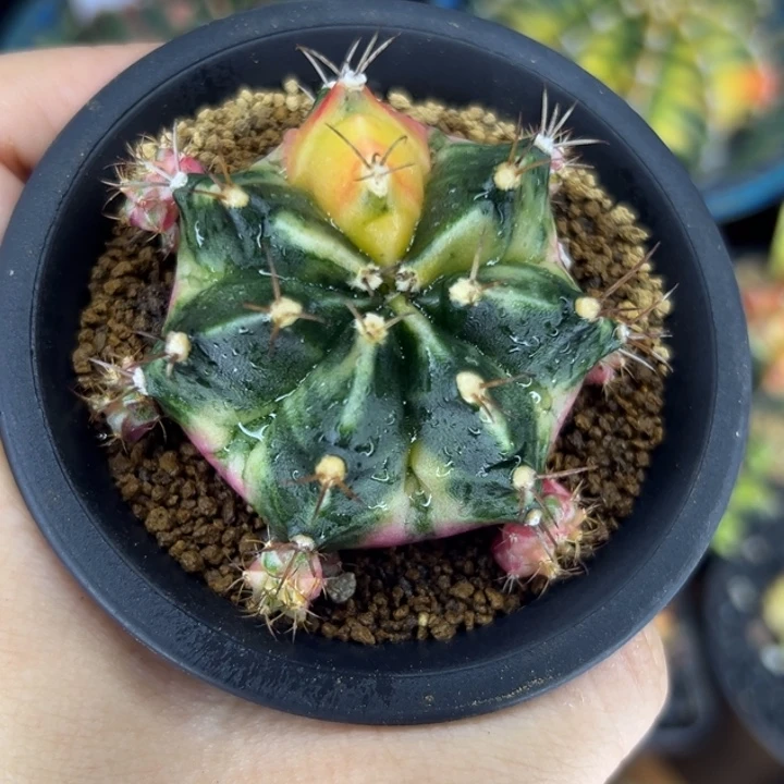 泰国米哈仙人球福利侧芽