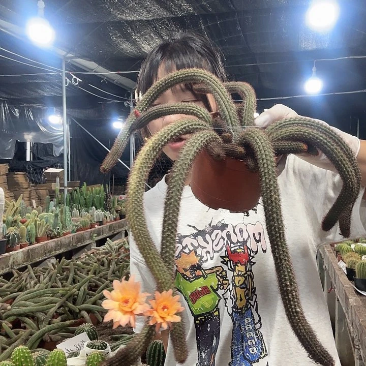 垂钓金妞长的（掉头掉崽不售后）