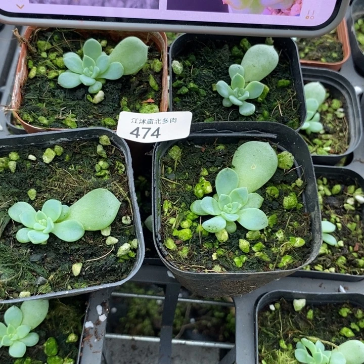 标474甜心838一个量拍