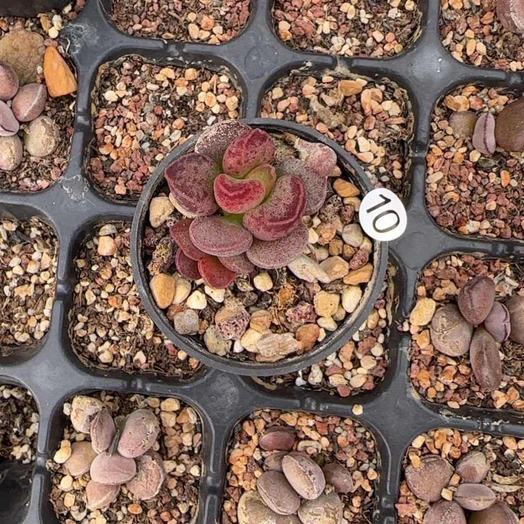 黑*艾薇水泡多肉植物10