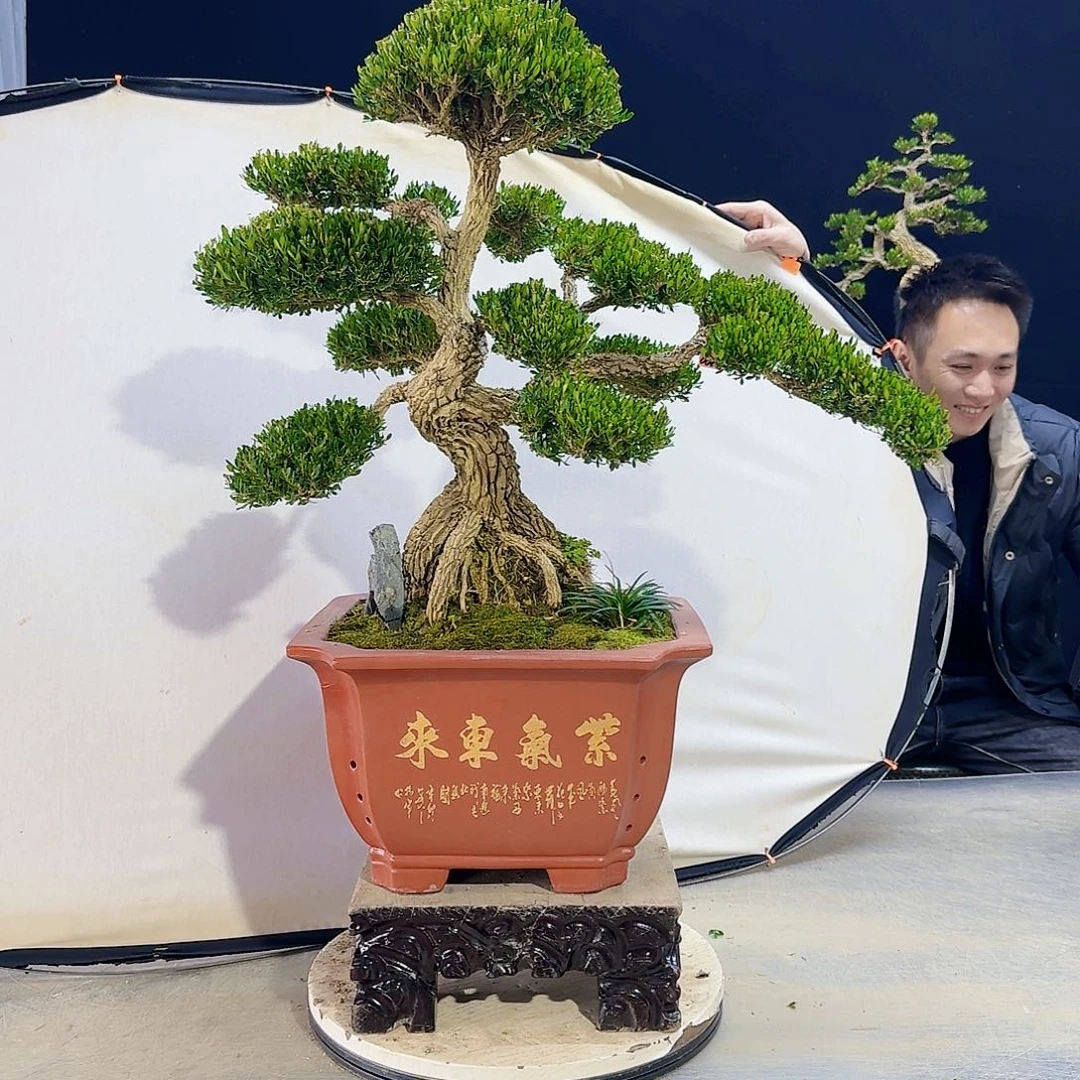 高端皱皮黄杨盆景