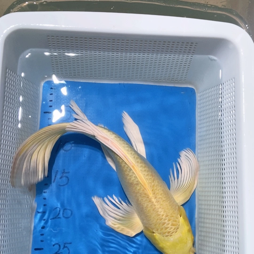 锦鲤锦鲤包邮包售后