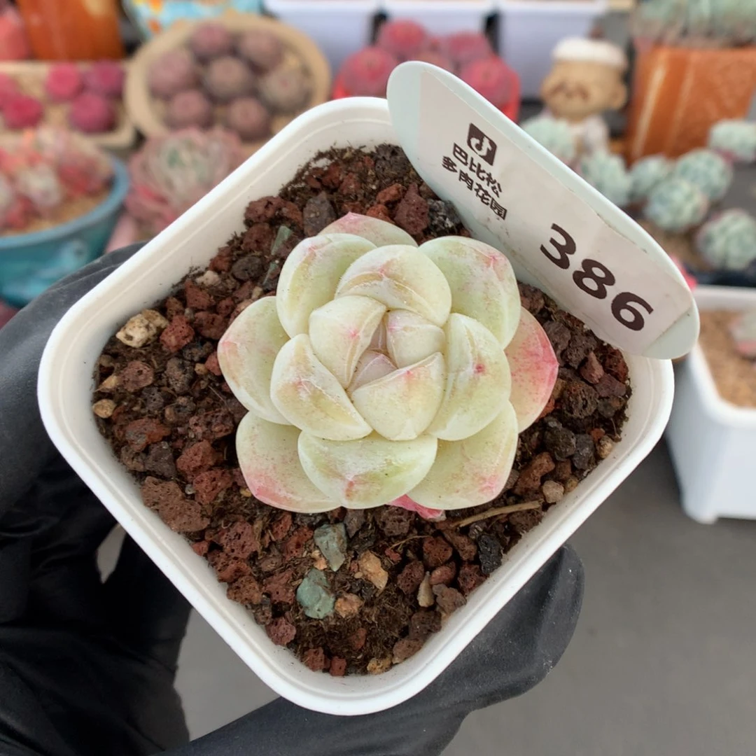 386 透心冰玉多肉