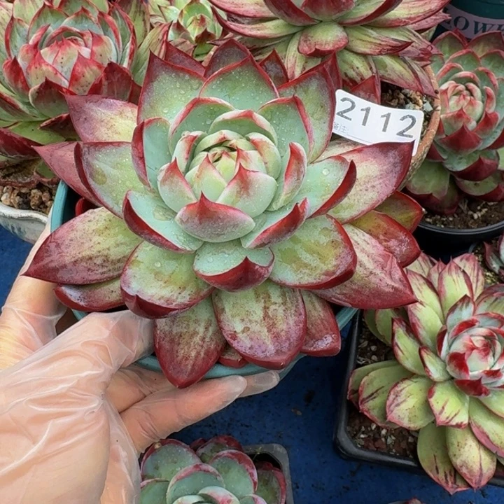 惊鸿仙子 2112........