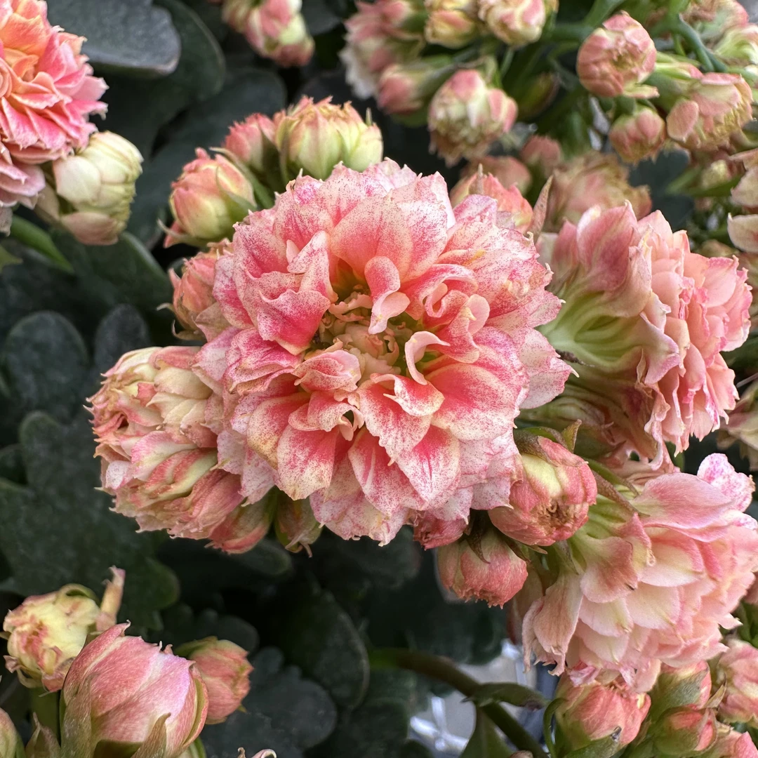 【沉鱼落雁】长寿花重瓣大花新品观赏盆栽花期长基地直发