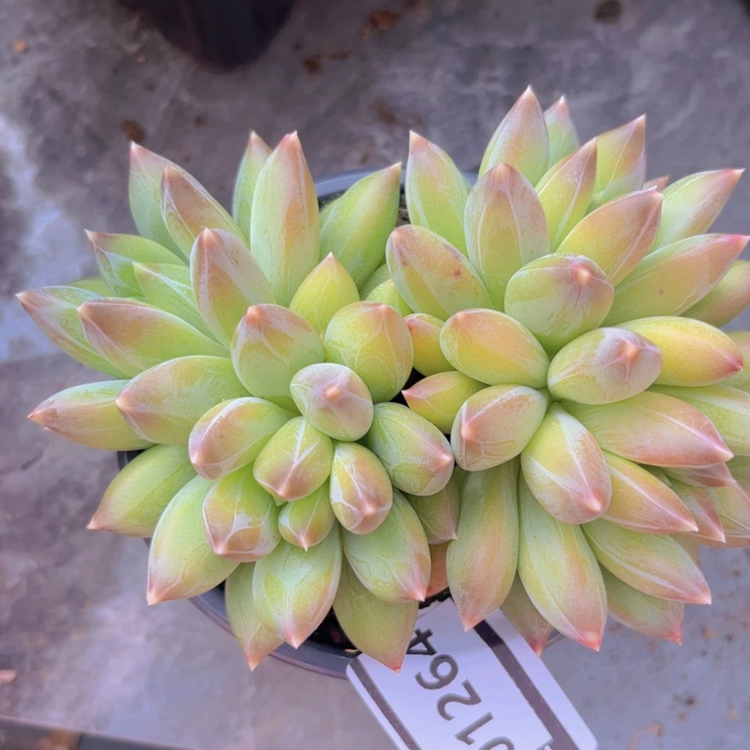 重楼01264多肉植物