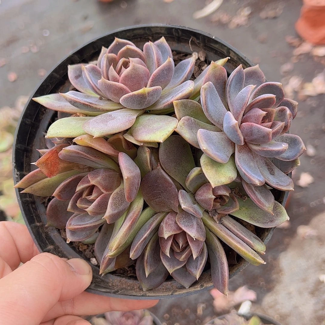 巧克力慕斯三头起