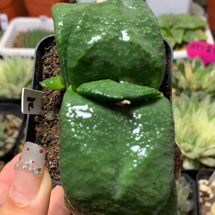 军配蜗牛厚舌大尤粒带盆土发货