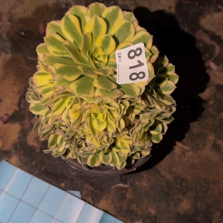 818迈巴赫多肉植物