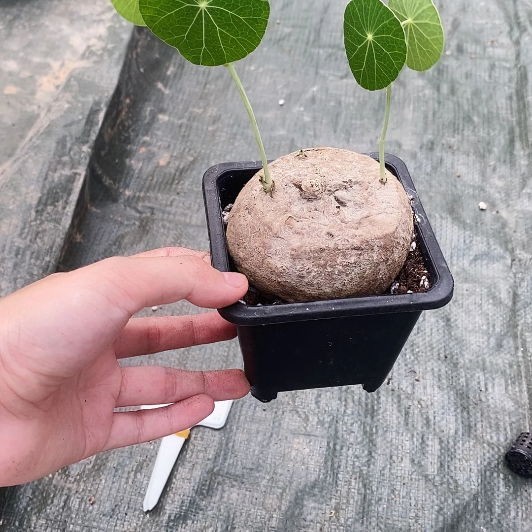 七***火一物一拍素可泰不包叶损