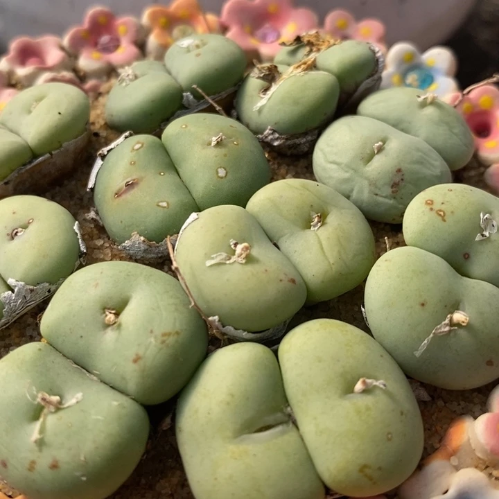 大型双头紫花饼一颗