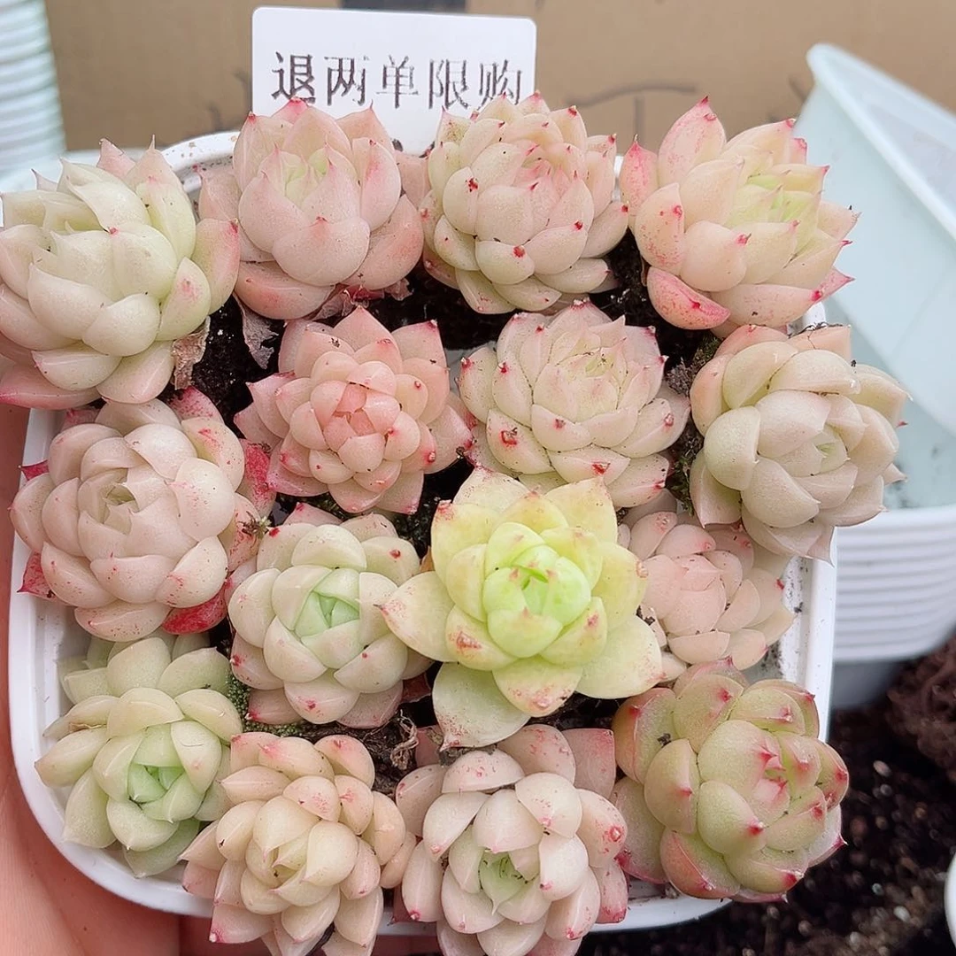 1-341 新疆西藏内蒙不发12.8包邮2-3公分多肉